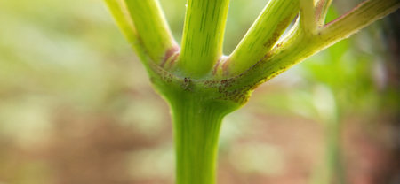 Close-up of green stem of a plant. Nature background.の写真素材