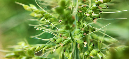 Close up of green spikelets in the field. Selective focus