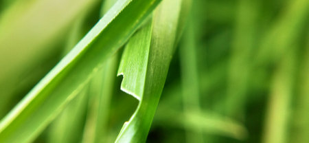 Green grass close-up. Nature background. Selective focus.の写真素材