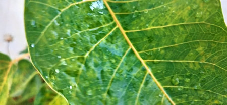 Close-up of a green leaf with water droplets on it