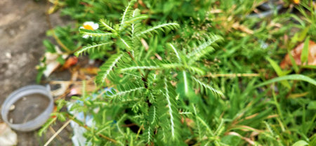 green plant in the garden on a sunny day, beautiful photo digital picture