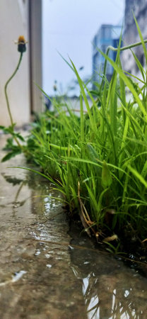 Green grass growing through puddles. Selective focus on grass.の写真素材