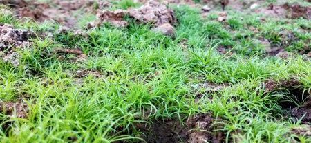 Green grass in the field. Natural green grass background. Green grass texture.