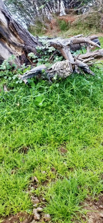 Old tree trunk and grass in a park, closeup of photoの写真素材