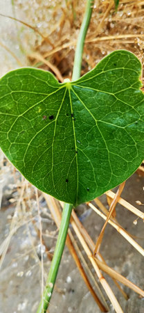 Green heart shaped leaf of Indian pennywort, Amla stramonium