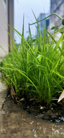 Rice seedlings growing in a puddle on a rainy dayの写真素材