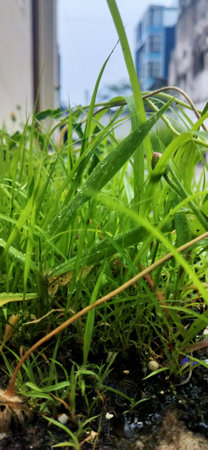 Green grass growing in the garden. Natural green background. Selective focus.の写真素材