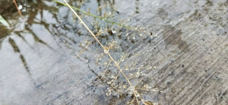Dry grass on the water surface of the river. Close-up