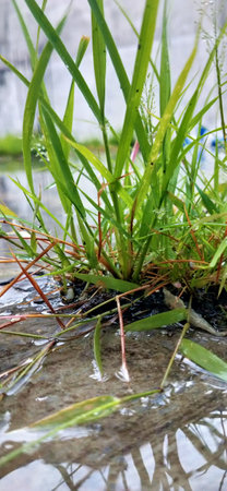 Green grass in a puddle, natural background, close-up