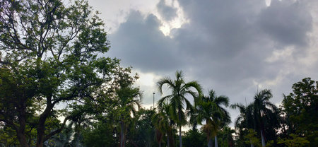 A view of the sky and trees in a park in Miami.の写真素材