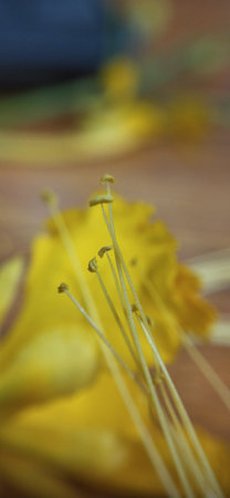 Yellow flower on a wooden background. Shallow depth of field.の写真素材