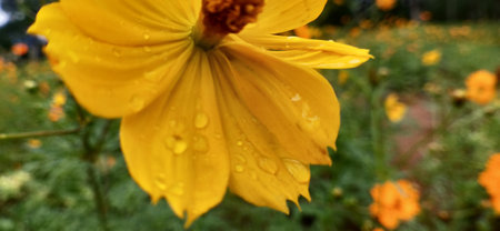 Yellow cosmos flower with water droplets on the petals after the rainの写真素材
