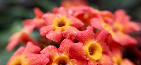 Close up of red and yellow flowers of Ixora camaraの写真素材