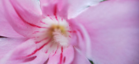 pink oleander flower macro close up, soft focus backgroundの写真素材