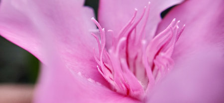 Close up of pink oleander flower in bloom. Macro shotの写真素材
