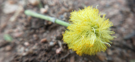 Close up of yellow mimosa flower in the garden with blurred background