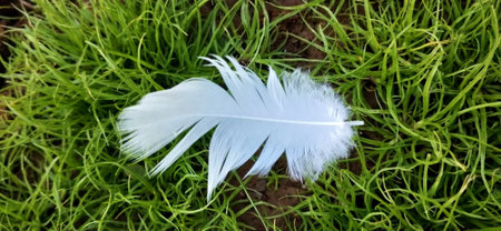 White feather on green grass background. Concept of freedom and peace.の写真素材