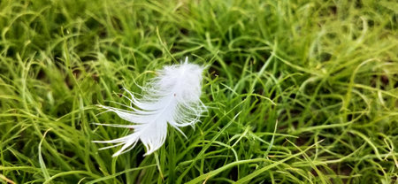 White feather on the green grass in the garden, soft focus.の写真素材
