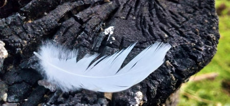 White feather on a tree. Close-up.の写真素材
