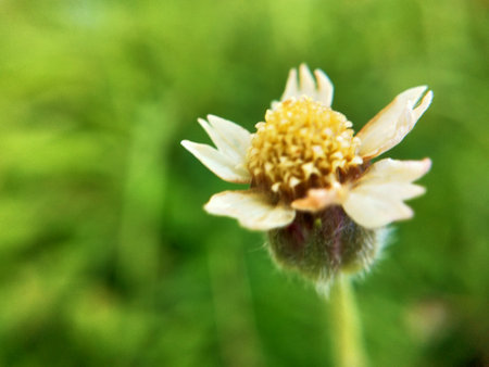 Close up of a small flower in the meadow. Shallow depth of field.の写真素材