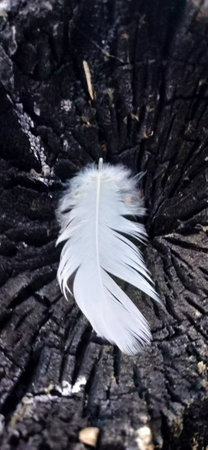 White feather on a piece of wood, close-up, backgroundの写真素材
