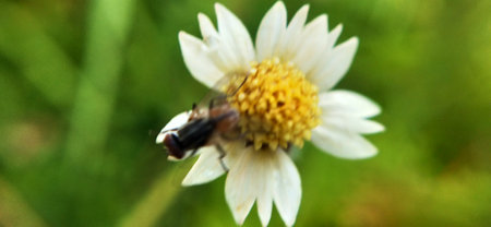 Fly on a white daisy flower in the garden, close upの写真素材