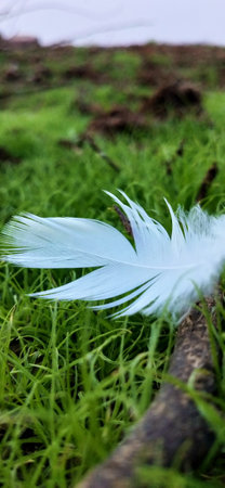 Feather of a bird on a background of green grass in the parkの写真素材