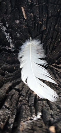 feather of a bird on a tree in the forest close upの写真素材