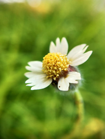 Macro of a white flower on a blurred background of green grassの写真素材