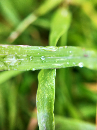 Water droplets on a blade of grass in the morning. Macro.