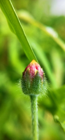 Poppy flower bud in the meadow close-up. Macroの写真素材