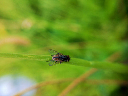 Fly on the blade of grass in the garden. Macro photography.の写真素材