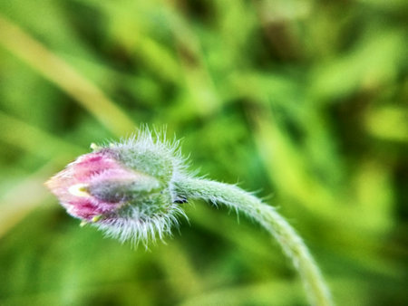 Poppies on the field. Spring flowers. Macro photography.の写真素材