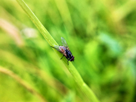 Fly on a blade of grass in the meadow. Shallow depth of fieldの写真素材