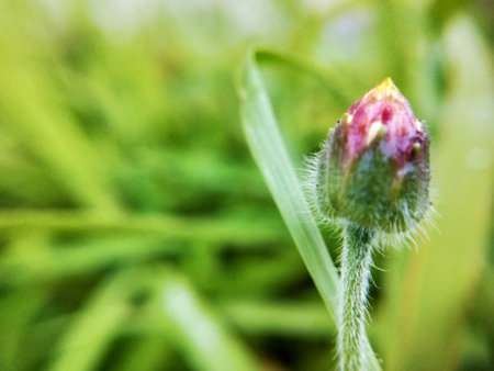 A macro shot of a flower bud. Shallow depth of field.の写真素材