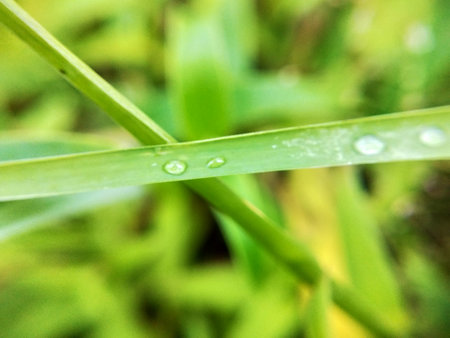 Water droplets on the green grass after the rain. Natural background.の写真素材