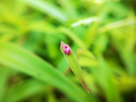 Wild orchids in the forest of Thailand. Macro image.の写真素材