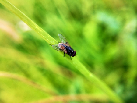 Fly on a blade of grass. Shallow depth of field.の写真素材