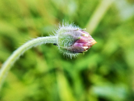 A macro shot of a poppy bud with a blurred green background.の写真素材