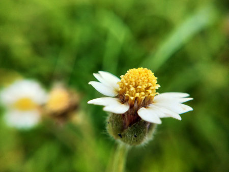 Daisy flower in the meadow with blurred background, macro shotの写真素材