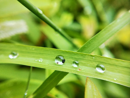 water drops on green grass, shallow depth of field, nature series
