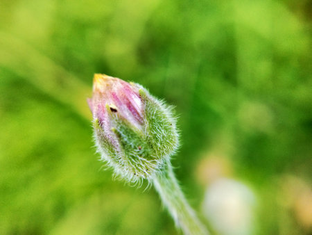 Papaver somniferum flower bud on blurred green backgroundの写真素材