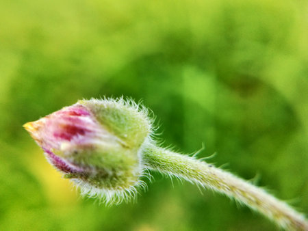 pink flower bud on a green background close-up macro photographyの写真素材