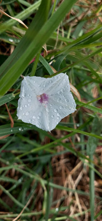 Water drops on the white flower in the grass after the rain.