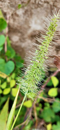 Close up of grass flower in the garden with green leaves background.の写真素材