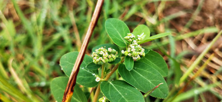 Close up of small white flowers and green leaves in the meadow