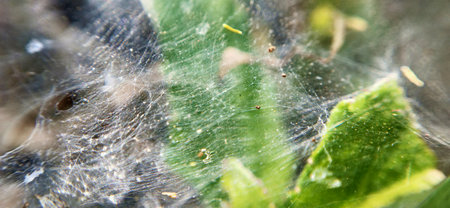 spider web macro close up in the garden with shallow depth of field