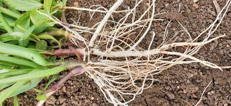 Close up of ginseng roots in vegetable garden, stock photoの写真素材