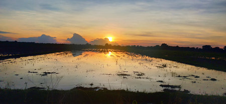 Sunset in the rice fields, Borneo, Sabahの写真素材