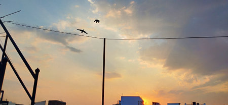 Silhouette of a bird flying over the city at sunset.
